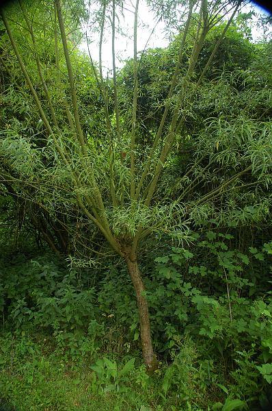 IMGP0035_saule des vanniers.JPG